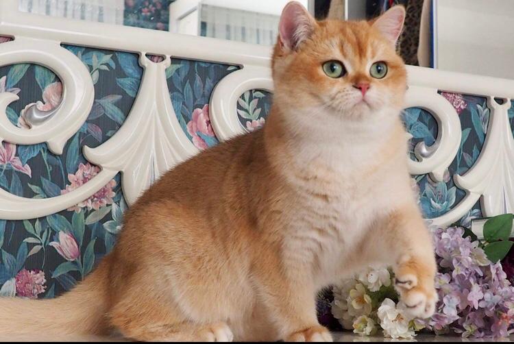 Mandarin Tree Allure